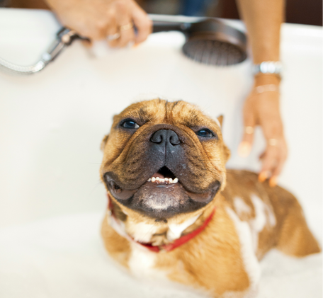 Кастрация и Стерилизация